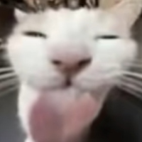 Meow